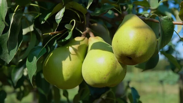 Closeup of ripe juicy pears on a tree in the garden during the summer sunny day. High quality 4k footage