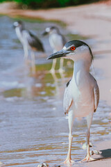 Black-crowned Night-heron on brazilian beach