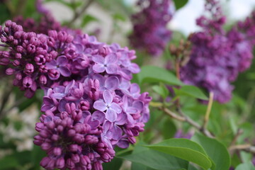 lilac flowers