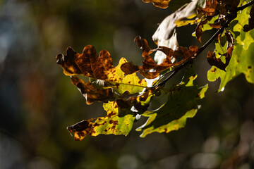 autumn leaves on a tree