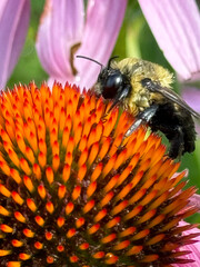 bee pollinating echinacea