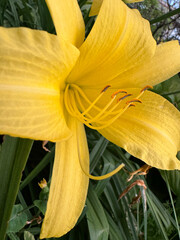 yellow lilly