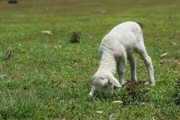 Small white goat, Kid goat eating grass