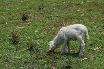 Obraz premium Small white goat, Kid goat eating grass