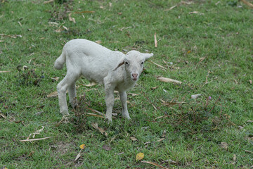 Obraz premium Small white goat, Kid goat eating grass