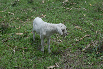 Fototapeta premium Small white goat, Kid goat eating grass