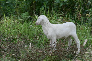 Fototapeta premium Small white goat, Kid goat eating grass