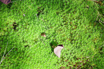 botanical background of green moss in a forest, sunny day