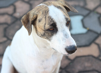 dog is sitting on the ground