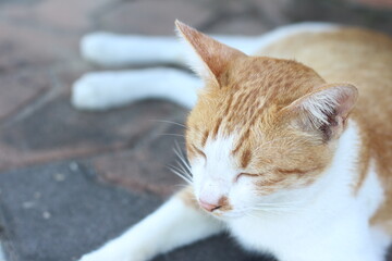 cat is lying on the floor.