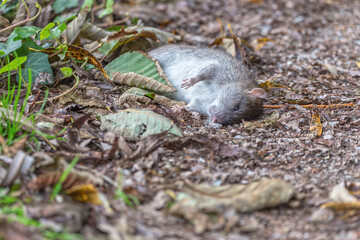 Dead rat on the side of a trail in the park