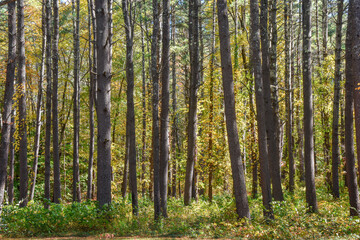 autumn day  at pearl hill state park