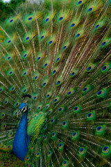 Obraz premium Pavão misterioso com os seus tons coloridos