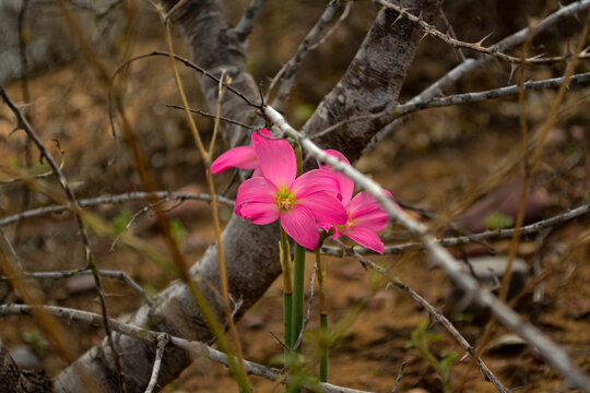Entre espinhos pode haver flores