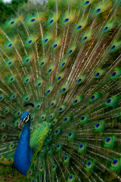 Pav&atilde;o misterioso com os seus tons coloridos