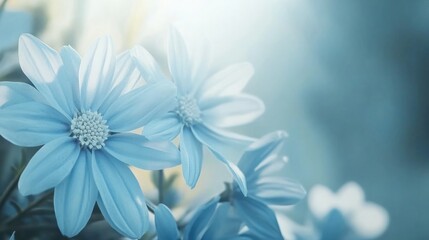 Fototapeta premium Soft Blue Flowers in Bloom