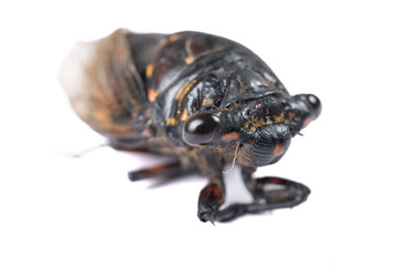 angle view black and gold cicadas on a white background