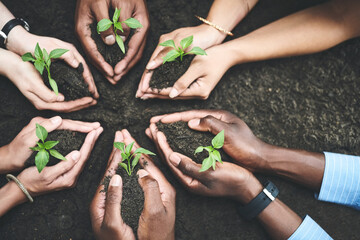 Soil, hands and seedling for planting, support and development for growth, future and conservation....