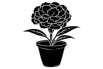Dianthus Caryophyllus. Potted carnation plant isolated over white background