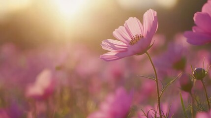 Pink Cosmos Flower Field at Sunset