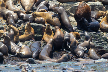 Playful moments with the locals at the Palomino Islands- Callao Peru. Nothing like watching these sea lions in their natural paradise