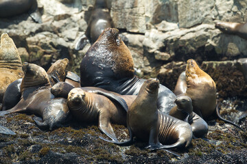 Playful moments with the locals at the Palomino Islands- Callao Peru. Nothing like watching these sea lions in their natural paradise