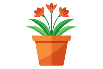 Pot flower. Clivia flower pot, isolated on white background