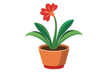 Pot flower. Clivia flower pot, isolated on white background