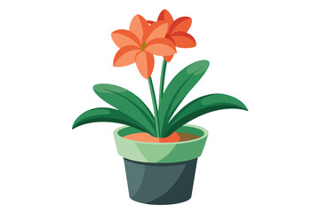 Pot flower. Clivia flower pot, isolated on white background