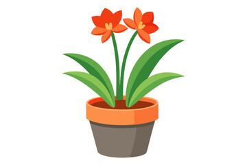 Pot flower. Clivia flower pot, isolated on white background