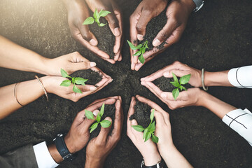 Business people, hands and team with plants in nature, support and help in sustainable environment....