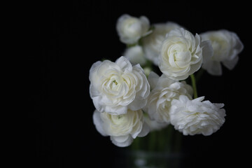 Ranunculus flower