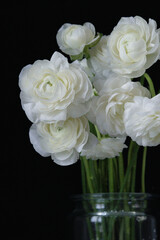 Ranunculus flower