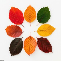 Obraz premium Colorful autumn leaves arranged in a circular pattern, white isolated background.