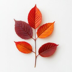 Obraz premium Vibrant autumn leaves on a white isolated background.