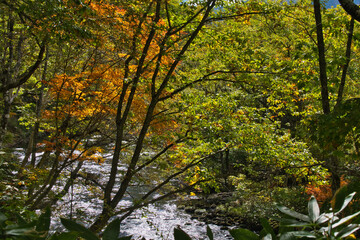 尾瀬ヶ原の紅葉