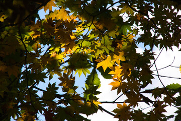 尾瀬ヶ原の紅葉