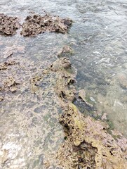 Portrait of a beach view on a sunny day with coral rocks on the beach