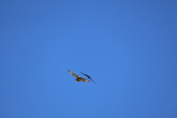 Crow and hawk in flight