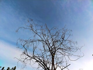 tree in the sky
