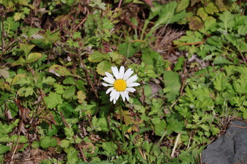 Daisy in the sun