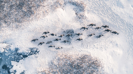 Aerial View of Reindeer Herd Running on Snowy Landscape