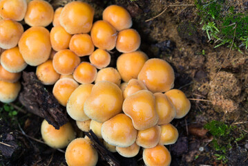 beige mushrooms colony closeup selective focus