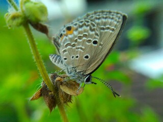 Obraz premium beautiful butterfly on leaf in nature