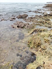 Portrait of a beach view on a sunny day with coral rocks on the beach