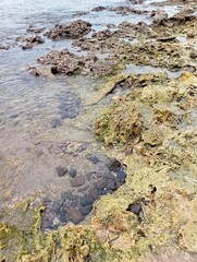 Portrait of a beach view on a sunny day with coral rocks on the beach