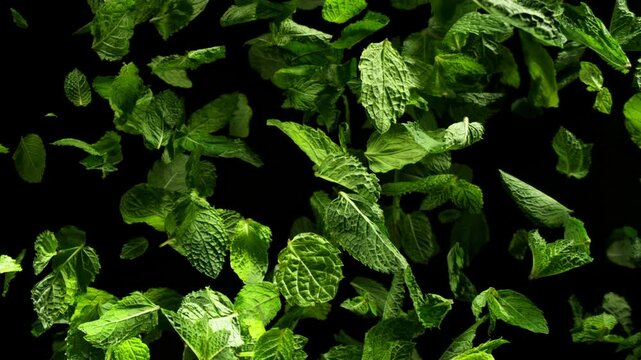 Super Slow Motion Shot of Fresh Mint Leaves Exploded Towards Camera at 1000fps.