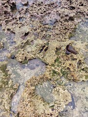 Portrait of a beach view on a sunny day with coral rocks on the beach