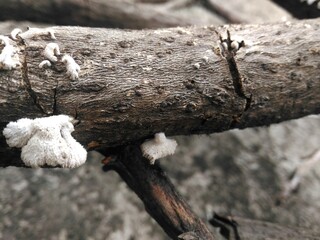 Macro photo of fungus on the wood bark of a tree