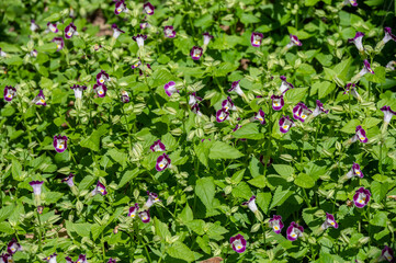 Torenia flowers (or wishbone flower) growing in the garden. Torenia flowers are edible and make beautiful garnishes that offer a pleasant, gentle scent.